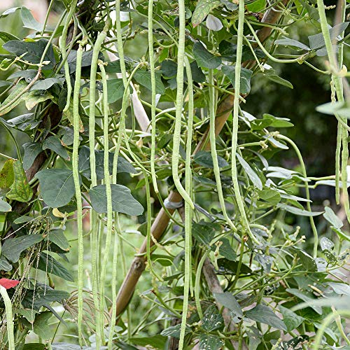 Meterbohne - Spargelbohne - Yardlong Bean - 50 Samen