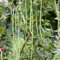 Meterbohne - Spargelbohne - Yardlong Bean - 50 Samen