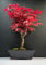 Bonsai mit Keramik Blumentopf - 20 cm Schale ca. 6 Jahre, Acer Deshojo/Japanischer Fächerahorn - Acer (Ahorn) Bonsai/Ligustrum, Ficus, Carmona, Podocarpus, Chinese elm - ca. 9-11 Jahre