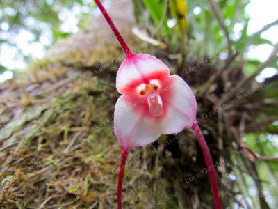 Bloom Green Co. Mehr verkauft! Seltene Bonsai-Orchidee, Bella Monkey Face Orchid Bonsai, mehr Bonsai 100 Stück/Beutel: 1