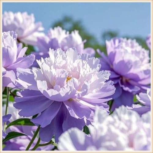 (HGJKYTFCDG) Winterharte Hybrid Peony - Pfingstrosen rhizome – Duftende Pfingstrosen Stauden für Gartenliebhaber-2Pfingstrosen knolle-F