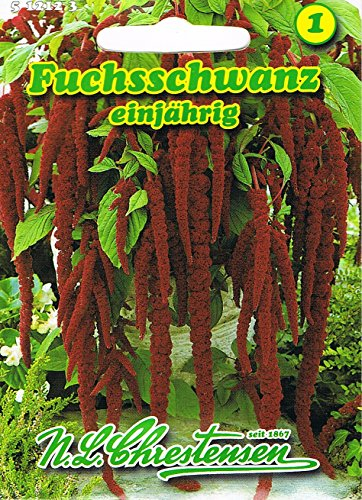 Fuchsschwanz 'rotblättrig' einjährig, dekorative Gruppen- und Kübelpflanze 'Amaranthus caudatus'