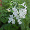6 x Garten Bastard Katzenminze - Nepeta 'Snowflake' Topf 9x9cm: Weiße Blüten, kompakt, vielseitig einsetzbar.