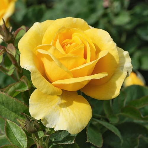 YouGarden Harkness Rose 'Our John' ®, Gift Wrapped 4 Litre Pot, Ready To Be Planted Out