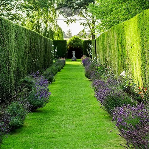 Gardline - Taxus baccata 30-40 cm IM TOPF. 10-200 Eibe Pflanzen. Immergrün & Winterhart - 15 St. (ca. 3 Meter)
