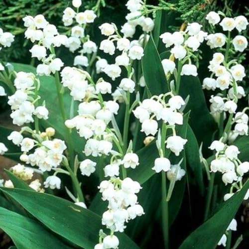 MaiglöCkchen Zwiebeln-Winterhart MehrjäHrig,Maiglöckchen Zwiebeln,MaiglöCkchen Pflanzen Kaufen,MaiglöCkchen Pflanzen,Einfach Zu Züchten-10zwiebeln-a