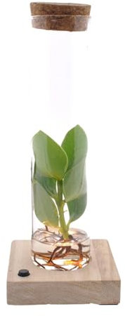 Clusia In Rohr Glas + LED - 10cm - Ø5cm - Zimmerpflanze - Immergrün