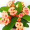 Sumpf frisch 100 Stück Euphorbia Milii Middle Flower Samen zum Pflanzen von Hellorange