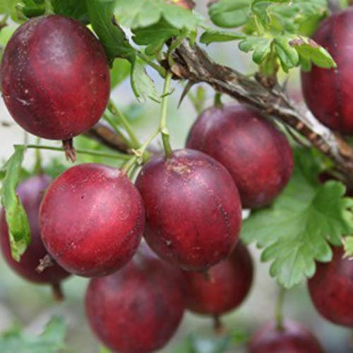Gooseberry Giggles Red Garden Plant Hardy Perennial Garden Plants Easy to Grow Your Own 1x 9cm Potted Plant by Thompson and Morgan