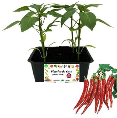 P. Piantine da Orto | Peperone Piccante Lungo, Kit da 4 piantine, Pianta Pronta per il Trapianto, Pianta Vera da Orto, da Balcone, e da Esterno, Vivaio Italiano