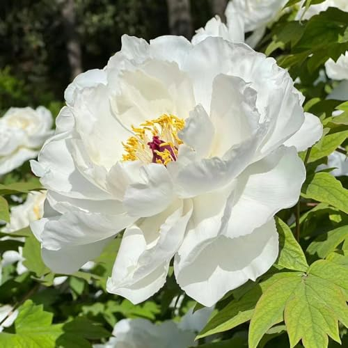 2 pcs pfingstrosen baum zwiebeln deko büro frühblüher zwiebeln hydrokultur pflanzen pfingstrose,Paeonia suffruticosa, pflanztopf pflanze geschenke für ältere menschen hochbeet balkon