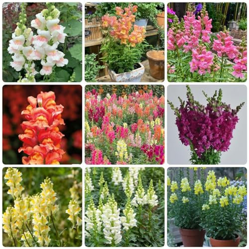 200 Pcs Löwenmäulchen Samen - Pflanzen Geschenk, Wildblumensamen, Pflanzen Garten Löwenmäulchen Saatgut - Antirrhinum Majus - Kleine Geschenke, Pflanzensamen Zimmerpflanzen Samen Exotische