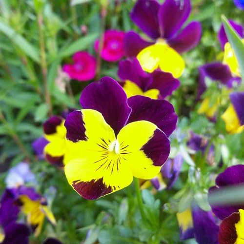 100 Unids Semillas de Pensamiento Silvestre Planta Hogar Jardín Bonsai Viola-Flor Tricolor DIY Decoración Semillas de Jardinería para Plantar Ahora semillas de pensamiento