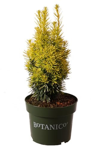 Taxus, Eibe, David, immergrün, Zierstrauch, Heckenpflanze, pflegeleicht, winterhart, Gartenpflanze, dekorativ