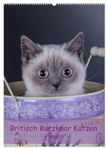 Britisch Kurzhaar Katzen - Planer (Wandkalender 2026 DIN A2 hoch), CALVENDO Monatskalender: Britisch Kurzhaar Katzen Herzensbrecher auf 4 Pfoten Terminplaner (CALVENDO Tiere)