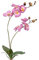artplants.de Ramo di phalaenopsis Finto NAARA con Foglie, Rosa, 75cm - Orchidea Decorativa/Ramo Artificiale