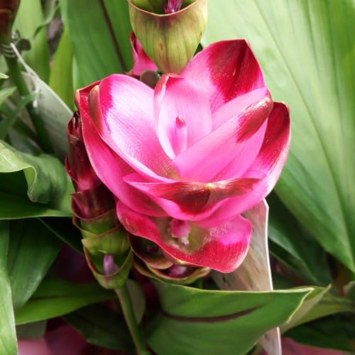 Blumenzwiebel - Raritäten : Curcuma alsimatifolia - Safranwurz 1 Rhizom