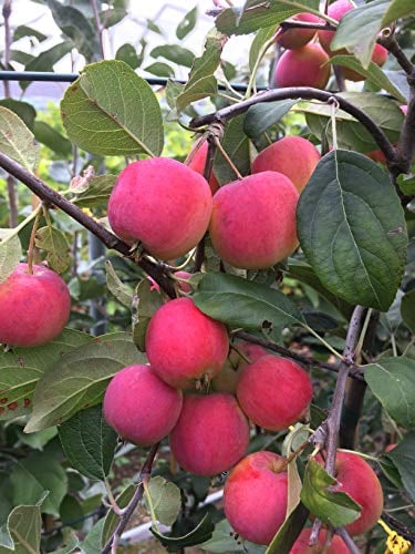 Miniapfel DOLGO, Kitaika, Apfelbaum Sibirische Renette, Siberian Apfel, Китайка Долго
