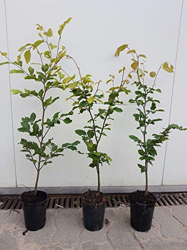 25st. Hainbuchen 50-80cm ohne Topf gemessen Heckenpflanzen Carpinus betulus Hecke Weißbuche Gartenhecke Hainbuche Heckenpflanzen