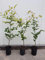 25st. Hainbuchen 50-80cm ohne Topf gemessen Heckenpflanzen Carpinus betulus Hecke Weißbuche Gartenhecke Hainbuche Heckenpflanzen
