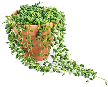 Senecio Herrianus | Maceta de Cerámica | Planta del Rosario | Senecio Cadena de Perlas y Lágrimas | Planta Suculenta Natural