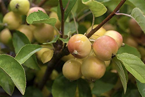 Zierapfel 'Golden Hornet' Malus im Topf gewachsen ca. 60-100cm