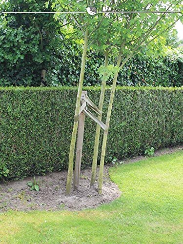 Lebensbaum Thuja plicata Martin 60-80 cm. 100 Heckenpflanzen. Dichte Thuja Hecke