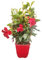 Verdecora Jazmín de Chile con espaldera | Dipladenia | Mandevilla | Planta natural de exterior con flor en maceta 3 litros | Planta trepadora | Flores aromáticas de colores variados
