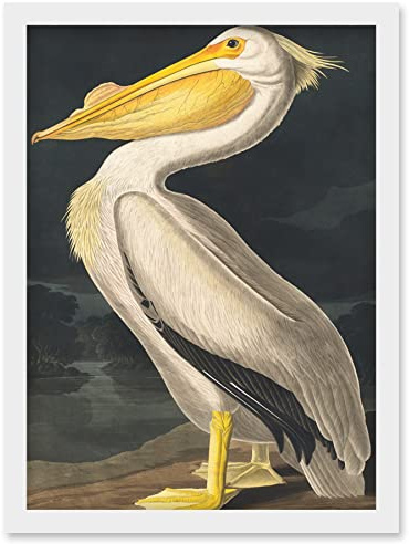 Wee Blue Coo John James Audubon Style Pelican Bird Vintage Detailed Illustration Artwork Framed Wall Art Print A4