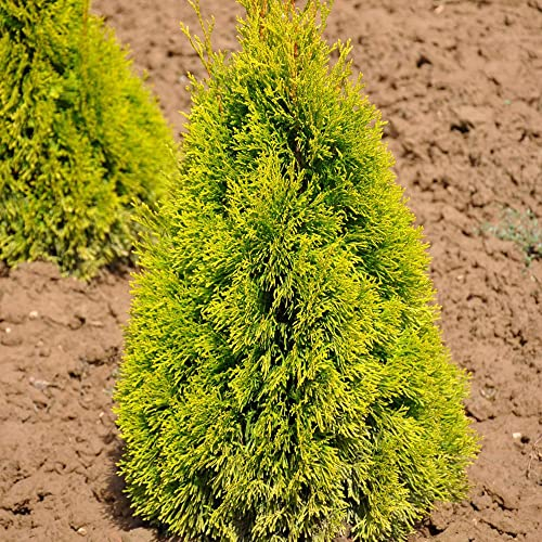 Heckenkonifere Thuja occ. Golden Smaragd®, 60er-Set, Höhe 40-60 cm, Topf 3 l