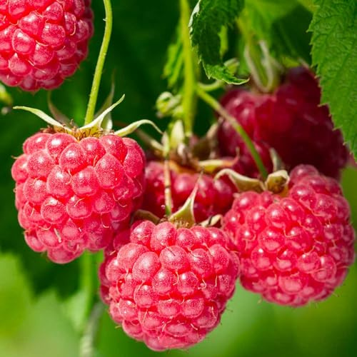 LAMPONE ROSSO  ‘Summer Chef’® 100% BIOLOGICA (1 pianta)