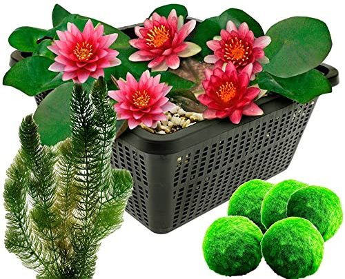 vdvelde.com - Mini Seerose - Rot + Sauerstoffpflanzen gegen Algen - - Kombi-Set- 8 Pflanzen- Platzierung: -10 bis -100 cm