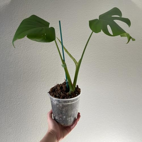 200 pcs Monstera Samen - Monstera Deliciosa Luftreinigende Zimmerpflanzen, Monstera Pflanze Samen Geschenke Für Gartenfreunde Deko Pflanzen Winterharte Stauden Mehrjährig Blumenwiese,