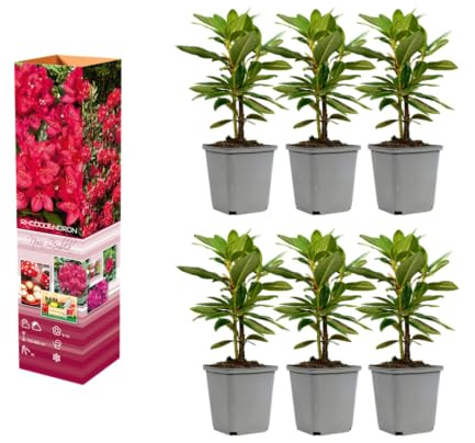 Rododendro Miscela di rododendri resistenti all'inverno 20-38 cm in vaso da 9 cm, arbusti di fiori sempreverdi per giardino e aiuola d'ombra (3, Nova Zembla - rosso)