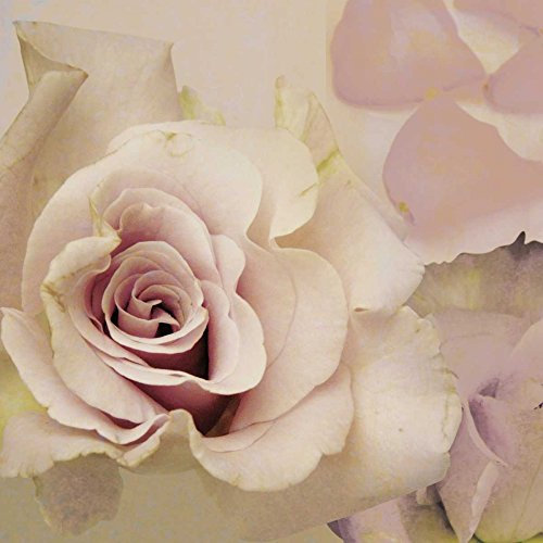 Bild auf gerollter Leinwand, Motiv: Rose, Lara, Skinner, Lara, quadratisch, Blumenmuster, Kunstdruck, 33 x 33 cm