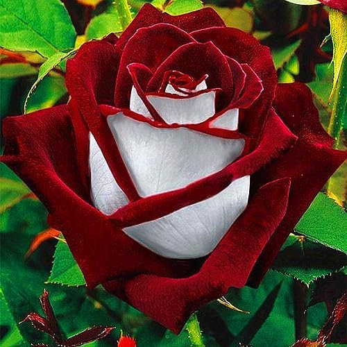 20 pezzi di semi di fiori di rosa rubino Osiria rosso e bianco raro regalo di piante da giardino per la casa per piantare giardini