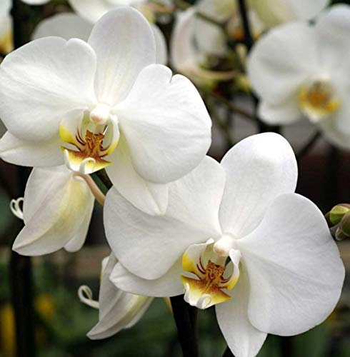 1 Plante d'Orchidée PHALAENOPSIS Blanc Vase 12 cm 1 branche