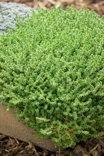 Sedum acre 'Aureum' 9x9 cm Topf – Winterhart, Immergrün, Pflegeleicht – Mauerpfeffer – Bodendecker für Steingarten & Dachbegrünung