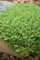 Sedum acre 'Aureum' ca. 9x9 cm Topf - Mauerpfeffer, gelbe Blüten, Blütezeit Juni-August, ideal für Steingärten, trockenheitsresistent, pflegeleicht