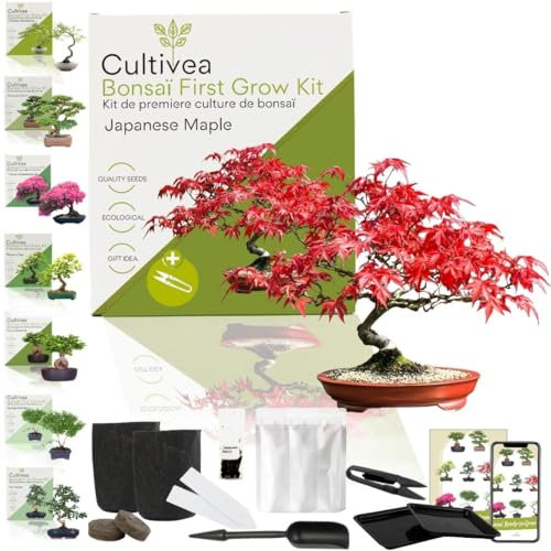 CULTIVEA Bonsai-Set First Bonsai Pflanzfertig – Gärtnern & Dekorieren – Natürliche Bonsai-Anzucht für Innen & Außen – Verschiedene Sorten, Samen, Erde & Zubehör (Japanese Mapple)