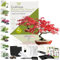 CULTIVEA Kit First Bonsai – Autocultivo de Bonsáis con Semillas y Herramientas – Fácil y Completo | Idea de Regalo (Bonsai Arce Japonés)