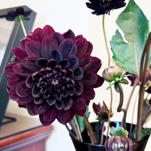 Bulbi di dalia resistenti perenni - decorazione floreale fiori estivi piante da giardino piante esotiche da balcone decorazione del balcone appartamento bulbi di dalia in vaso 8pcs