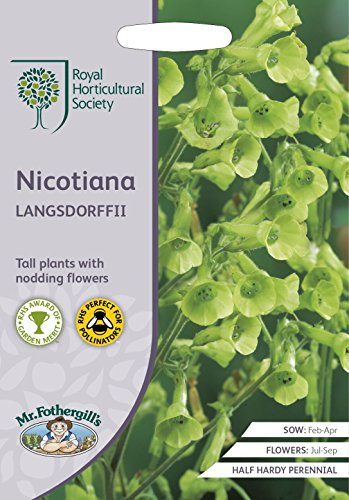 Mr Fothergills - Flower - RHS Nicotiana Langsdorffii - 750 Seeds