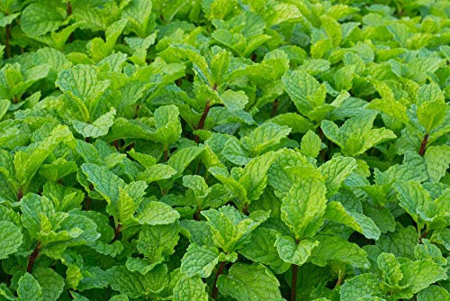 Potseed Hierbabuena 200 Semillas - Mentha piperita (Menta)