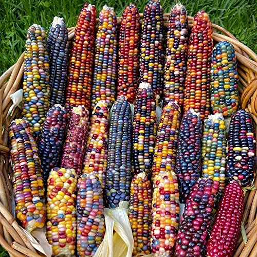Regenbogen Mais Samen Set Mix Seltene Pflanzen Serie - Regenbogenmais GemüSe Hochbeet Pflanze Historische GemüSesorten GemüSesamen Bio Saatgut SäMereien Alte GemüSesorten Seeds 100Stück