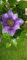 Pianta Clematis boulevard H 70cm (viola)