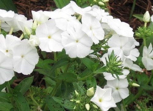 25 Semillas - Phlox Phlox 21st Century blanca Phlox drummondii muy llamativo!