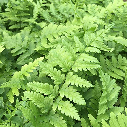 Dryopteris filix-mas (gen.) - Männlicher Wurmfarn, Heimischer Wurm-Farn, im 0,5 Liter Topf