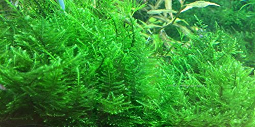 Aquarium Fan Taiwan Moss - Taxiphyllum Alternans - (4x6 cm)