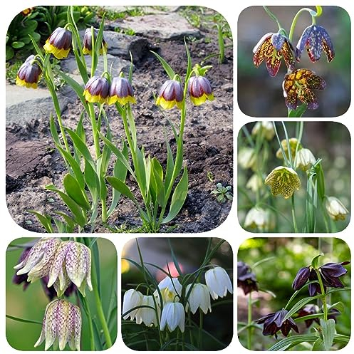 4 Pcs kaiserkronen knollen mehrjährig - Fritillaria - geschenke garten winterharte pflanzen kaiserkrone zwiebel, stauden balkon pflanze frühlingsblumen winterharte pflanzen für garten,